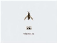 藏品(雙翅目)的圖片